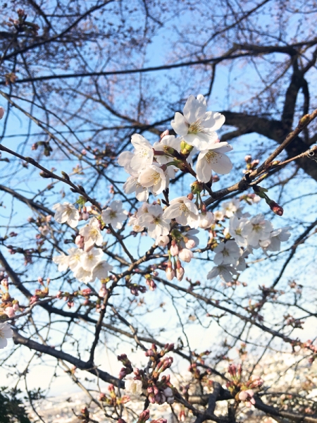 桜 開花