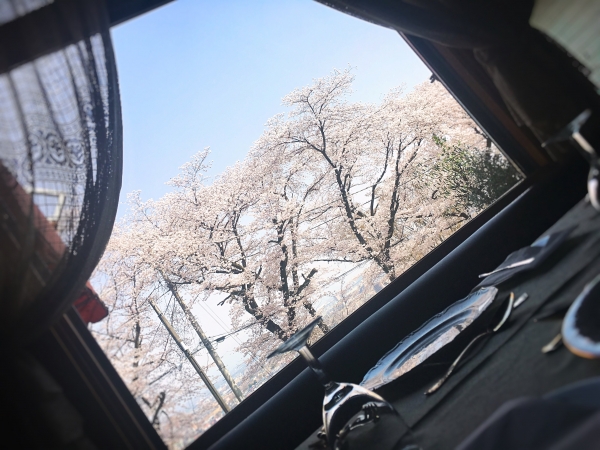 桜　ほぼ満開